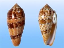 Conidae conus dusaveli usato  Roma