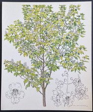 Botanique catalpa caroline d'occasion Botanique catalpa caroline d'occasion  Limoges-