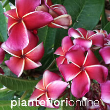 Plumeria gina cutting usato  Palermo