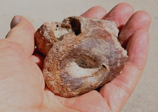 Spinosaurus toe bone for sale  Tucson