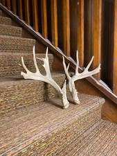 Deer antlers naturally for sale  Dubois