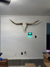Longhorn skull horns for sale  Sand Springs