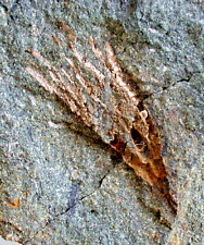 Rdovizium cupulocrinus heteror gebraucht kaufen  Erlangen
