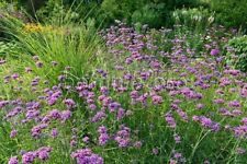 Semences verveine buenos d'occasion  Jussey