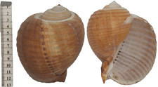 Coquillage collection tonna d'occasion  Saint-Jean-de-Sauves