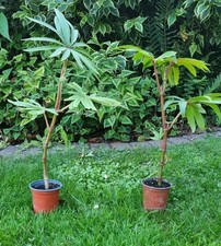 Begonia luxurians 9cm for sale  ELY