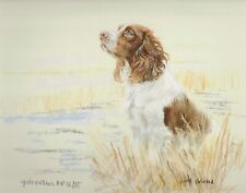 Brown springer spaniel for sale  WARWICK