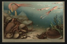 Lithographie 1896 tintenfisch gebraucht kaufen  Burgdorf