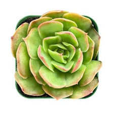Live fresh rosette for sale  Fallbrook
