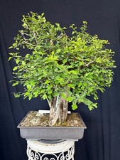 Weißdorn bonsai prebonsai gebraucht kaufen  Wettstetten
