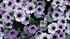 Mix surfina trailing for sale  SWANLEY