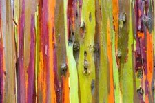 Seeds rainbow eucalyptus for sale  Heath