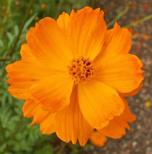 Cosmos orange carpet for sale  UK