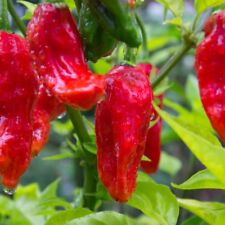 Ghost pepper seeds for sale  Deltona