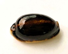 Coquillages cypraea eglantina d'occasion  Mandelieu-la-Napoule