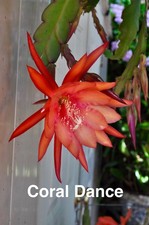 Epiphyllum orchid cactus for sale  Sunnyvale