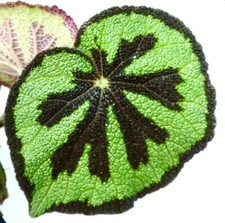Begonia masoniana begonia usato  Napoli