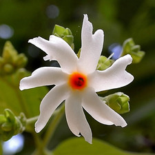 Nyctanthes arbor tristis for sale  Denver