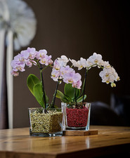 Liter colomi substrat gebraucht kaufen  Pullenreuth