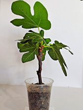Black malta fig for sale  Jacksonville