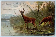 1906 wild life for sale  Terre Haute