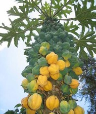 Carica pubescens cundinamarca usato  Spedire a Italy
