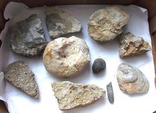 Fossiliensammlung kisten trias gebraucht kaufen  Deutschland