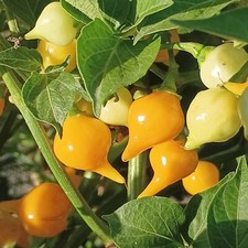 Biquinho Amarelo,10 semillas,Capsicum chinense (268) comprar usado  Enviando para Brazil