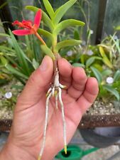 Epidendrum ibaguense usato  Spedire a Italy