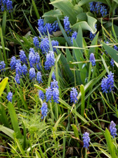 hyacinth bulbs for sale hyacinth bulbs for sale Lenox