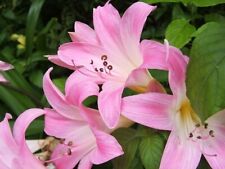 Amaryllis belladonna naked for sale  Hayden