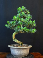 Bonsai mädchenkiefer pinus gebraucht kaufen  Bielefeld