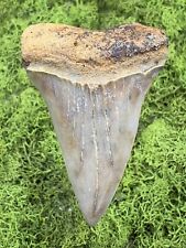 Hastalis shark tooth for sale  Chesterfield