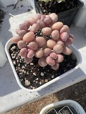 Pachyphytum sweet dumpling for sale  San Jose