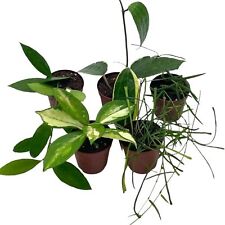 Hoya variety assortment for sale  Apopka