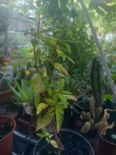 Punica granatum granatapfelbau gebraucht kaufen  Hildesheim