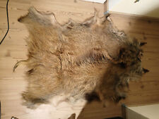 Wildschweinfell jäger trophä gebraucht kaufen  Bad Soden-Salmünster