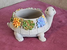 Cute tortoise turtle for sale  TAUNTON