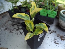 Golden euonymus euonymus for sale  Pittsville