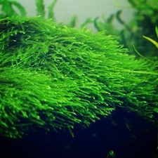 Java moss taxiphyllum for sale  Forney