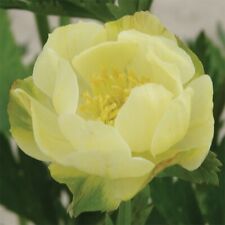 Trollius cultorum new for sale  MARCH
