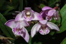 Rare dendrobium kingianum for sale  SHEFFIELD