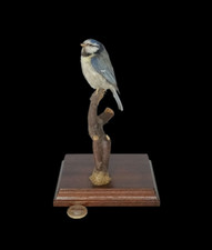 Taxidermy blue tit for sale  DARLINGTON