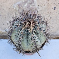 Large black white for sale  El Paso
