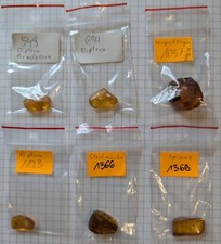 Fossile insekten bernstein gebraucht kaufen  Braunschweig