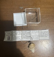Collana vera conchiglia usato  Volvera