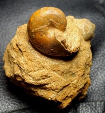 Paracenoceras calloviense - Excelente Jurassic Callovian nautilus comprar usado  Enviando para Brazil