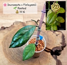 Hoya incrassata finlaysonii gebraucht kaufen  Chemnitz