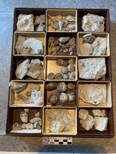 Trilobiten brachiopoden dem gebraucht kaufen  Seevetal