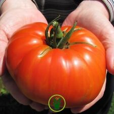 Tomates beefsteak bio d'occasion  Pleumeur-Bodou